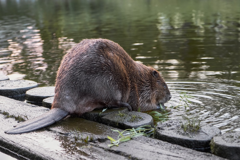 Beaver Trapping